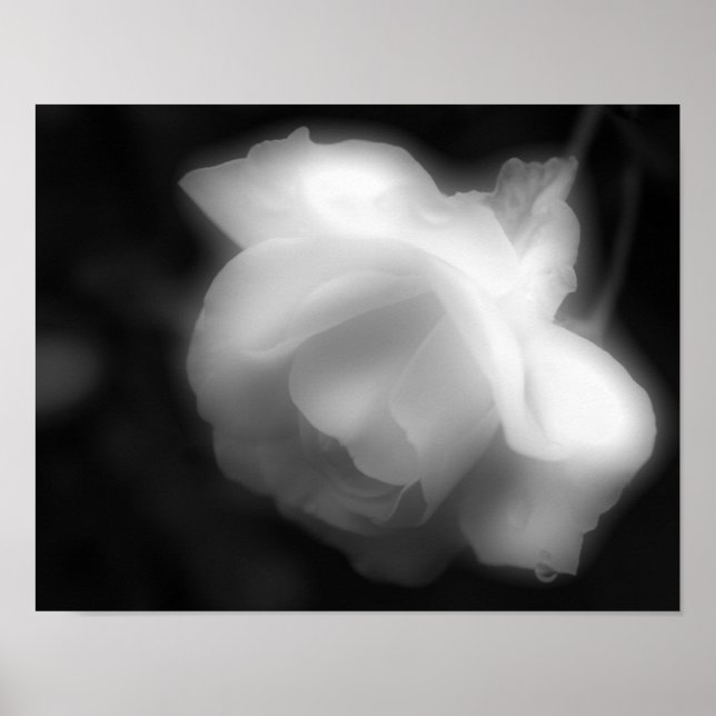 Affiches Rose Flower Black White Photo Imprimer (Devant)
