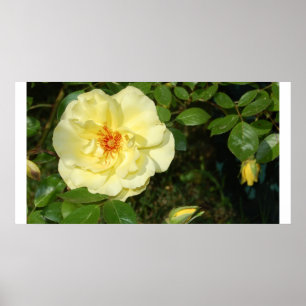 Affiches rose jaune