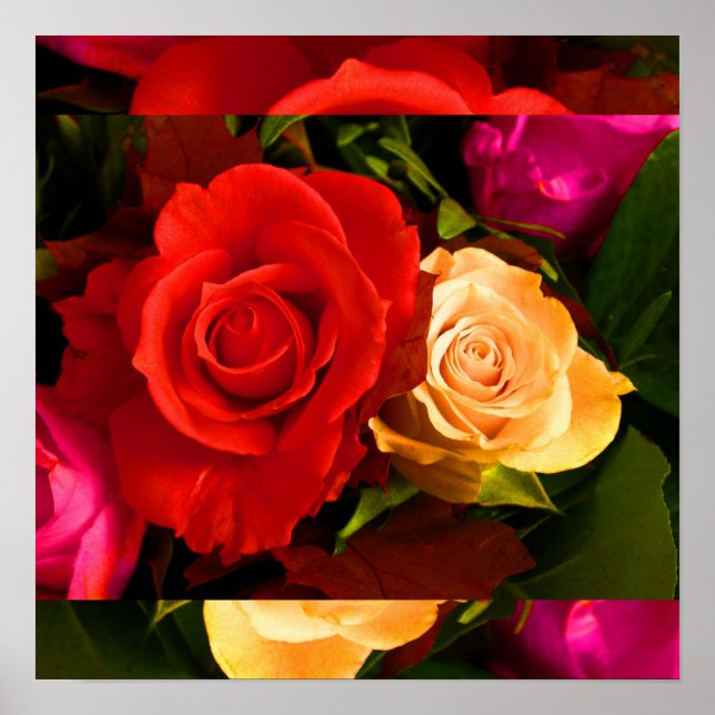 Affiches Rose jaune rouge I (Devant)