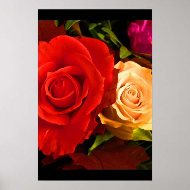 Affiches Rose jaune rouge III (Devant)