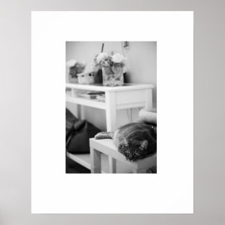 Affiches Rose Kitty
