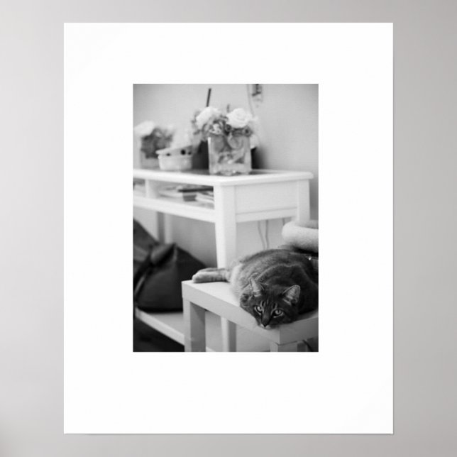 Affiches Rose Kitty (Devant)