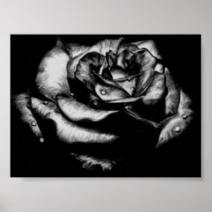 Affiches Rose noir