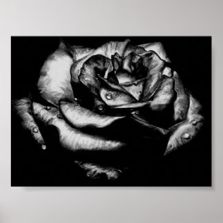 Affiches Rose noir