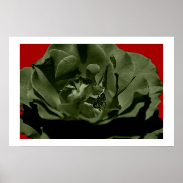 Affiches Rose olive avec Arrière - plan texturé Anegelhair  (Devant)