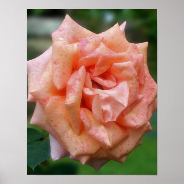 Affiches Rose pêche tacheté en fleurs (Devant)