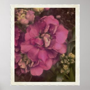 Affiches rose précieux Peony