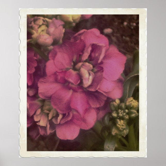 Affiches rose précieux Peony (Devant)
