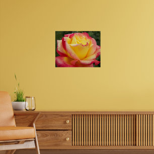 Affiches Rose rose bicolore rose et jaune Photographie
