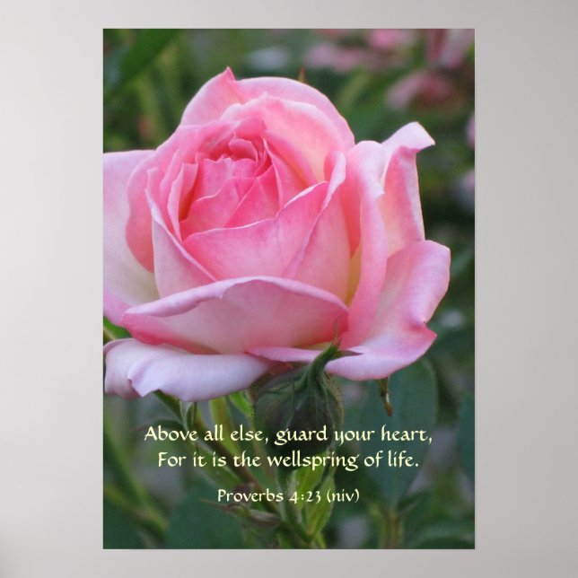 Affiches Rose Rose Bud ~ Proverbes 4:23 (Devant)