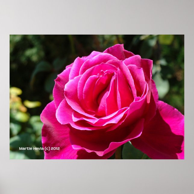 Affiches Rose rose chaud (Devant)