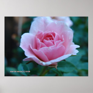 Affiches Rose rose en vert
