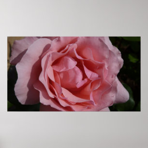 Affiches Rose rose II Plutôt Floral