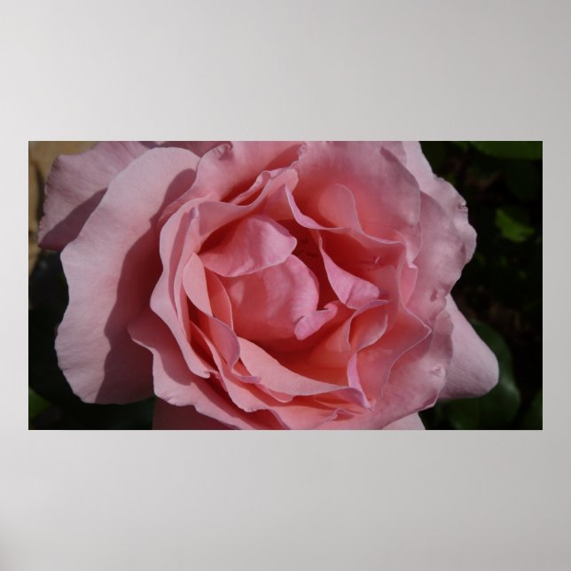 Affiches Rose rose II Plutôt Floral (Devant)