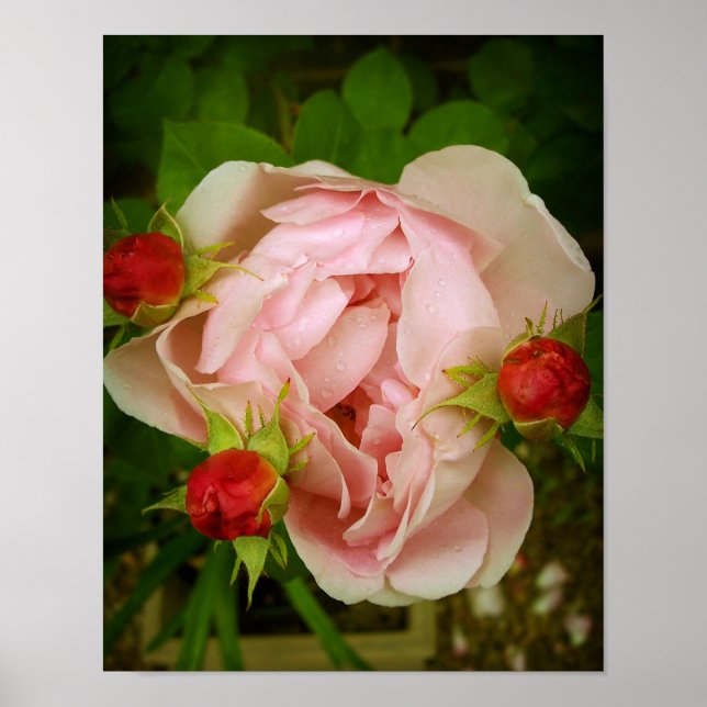 Affiches Rose rose rose (Devant)