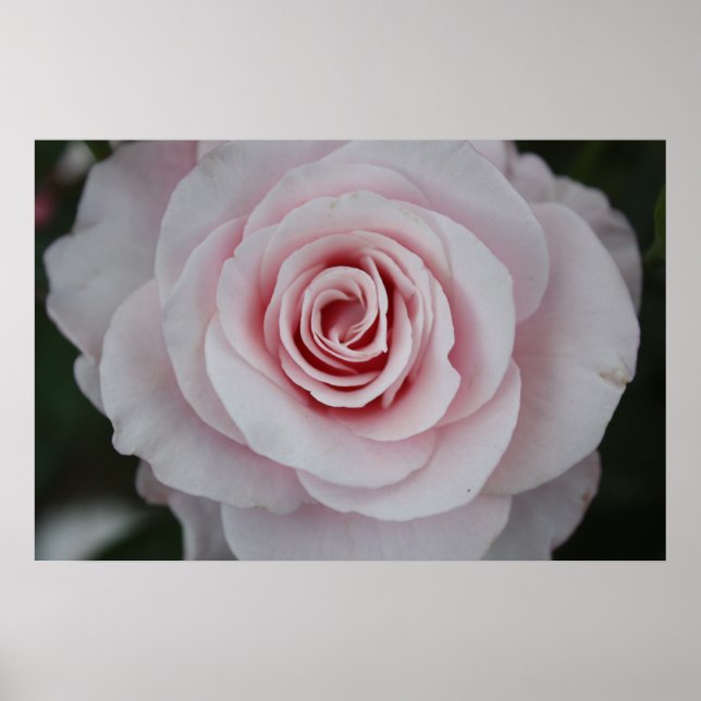 Affiches Rose rose rose (Devant)