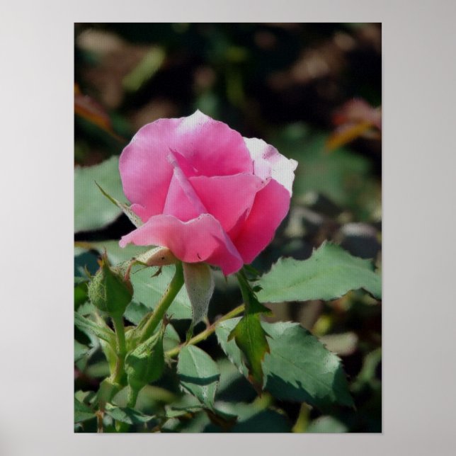 Affiches Rose rose rose (Devant)