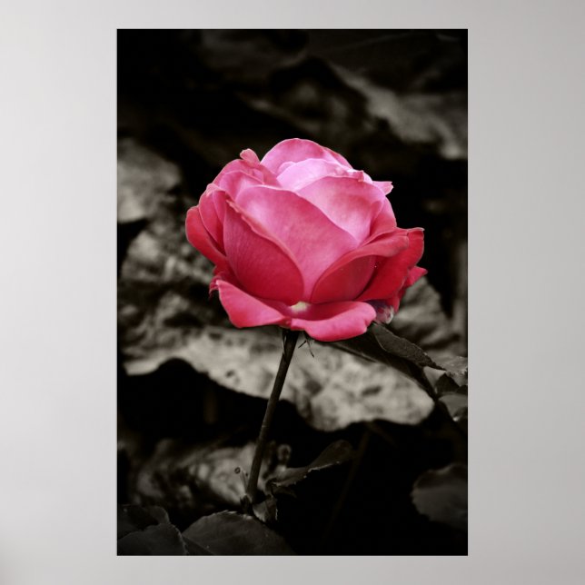 Affiches rose rose rose (Devant)