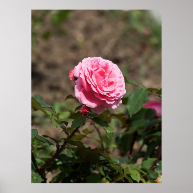 Affiches Rose rose rose (Devant)