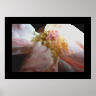 Affiches Rose rose rose