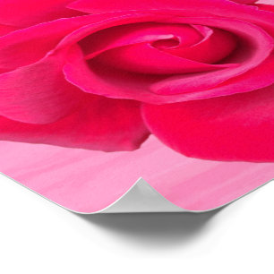 Affiches Rose rose rouge romantique