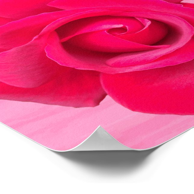 Affiches Rose rose rouge romantique (Coin)