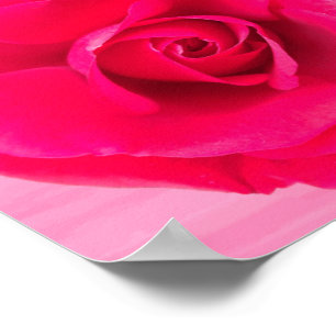 Affiches Rose rose rouge romantique v2