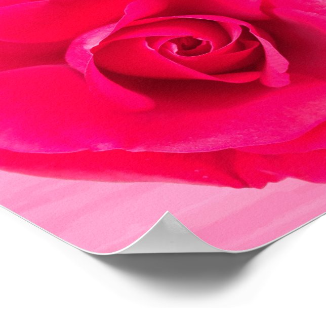 Affiches Rose rose rouge romantique v2 (Coin)