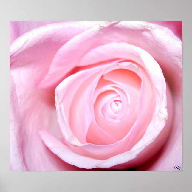 Affiches Rose rose, S Cyr (Devant)