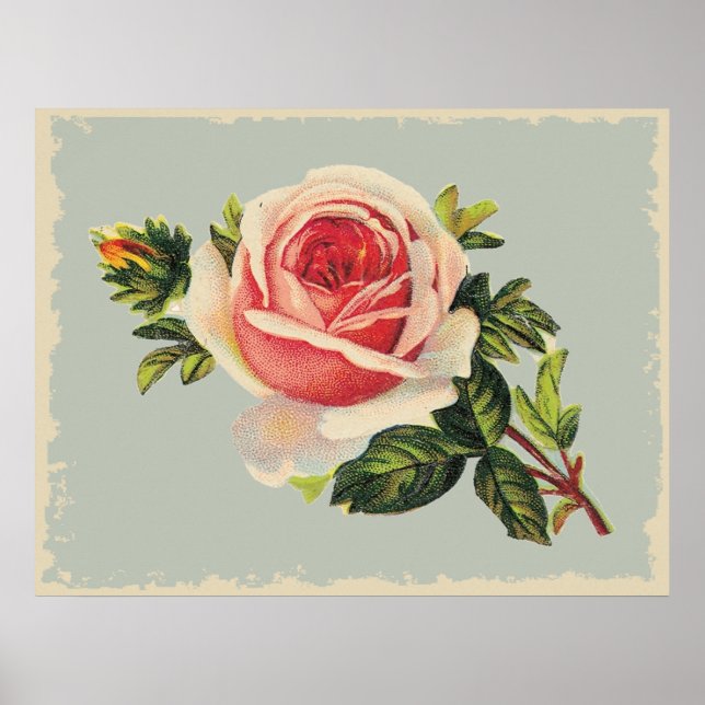 Affiches Rose rose vintage (Devant)