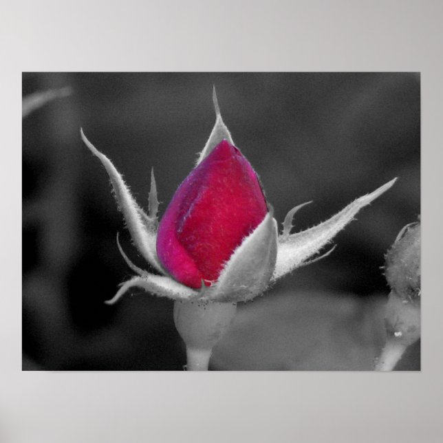 Affiches Rose rouge (Devant)