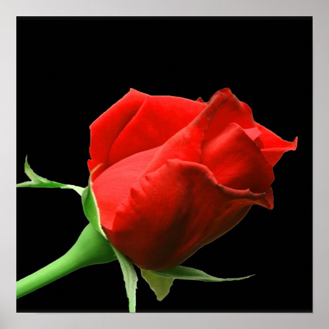 Affiches Rose rouge (Devant)