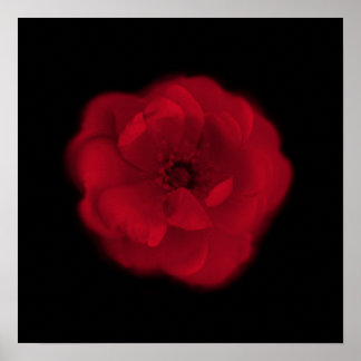 Affiches rose rouge. Arrière - plan noir.