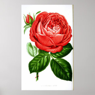 Affiches Rose rouge Art vintage