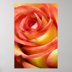 Affiches rose rouge et jaune