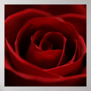Affiches Rose rouge placide