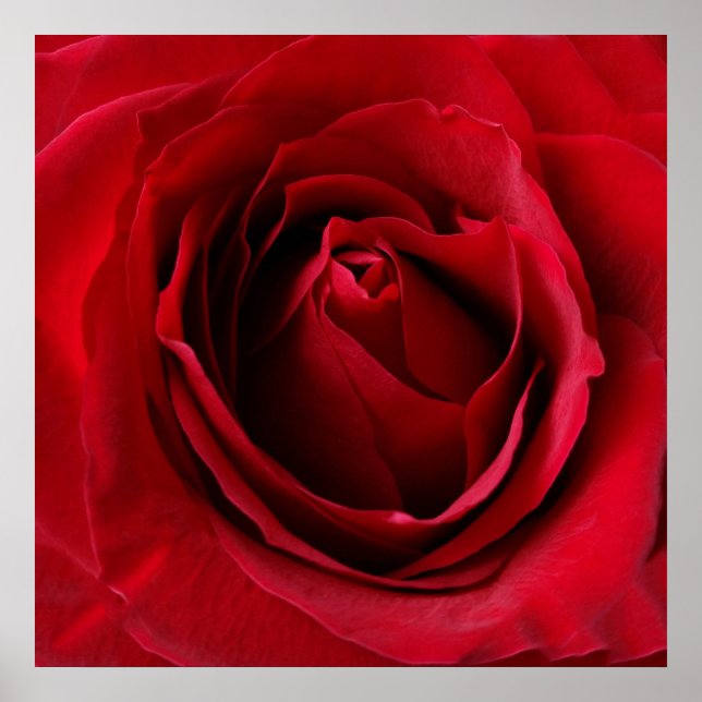 Affiches rose rouge profonde (Devant)