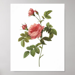 Affiches rose sans épines (Rosa inermis) par Redouté