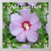 Rose Sharon Purple Red