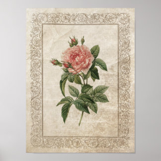 Affiches Rose vintage I Botanique
