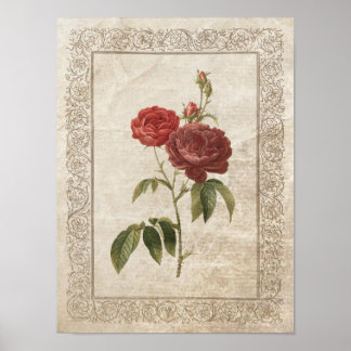 Affiches Rose vintage II Botanique