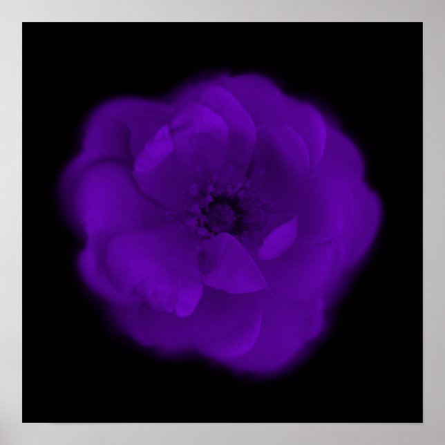 Affiches Rose violet. Arrière - plan noir. (Devant)