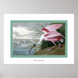 Affiches Roseate Spoonbill