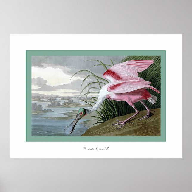 Affiches Roseate Spoonbill (Devant)