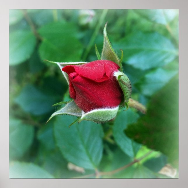 Affiches rosebud rouge (Devant)