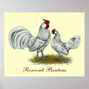 Affiches Rosecomb Splash Bantams