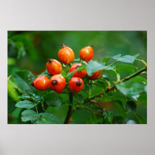 Affiches Rosehip après la pluie