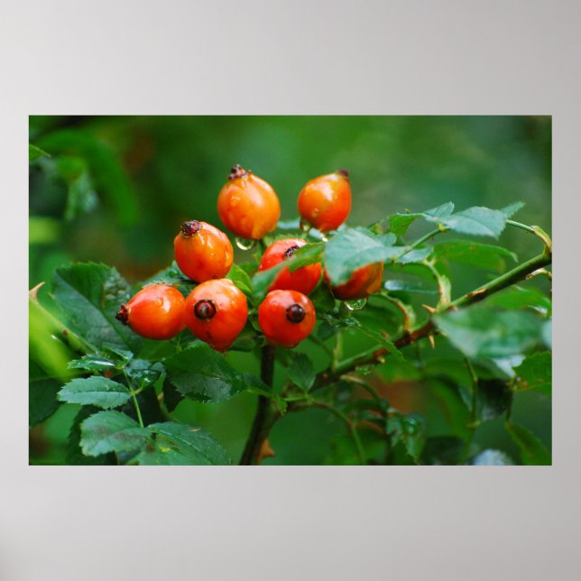 Affiches Rosehip après la pluie (Devant)