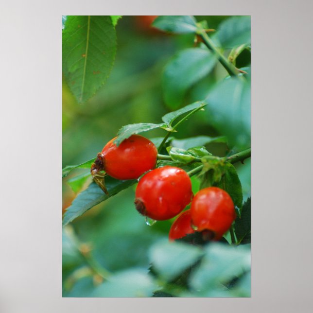 Affiches Rosehip bush après la pluie (Devant)