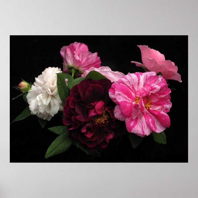 Affiches Roses antiques (Devant)